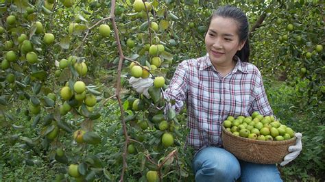 jujube harvest time